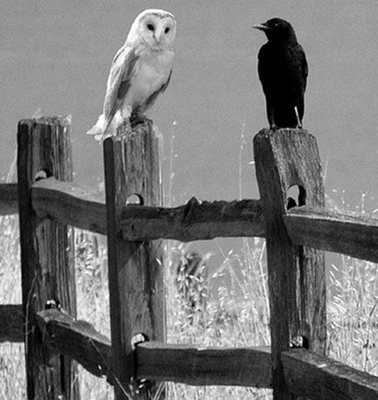 La symbolique des corbeaux et des chouettes dans la magie