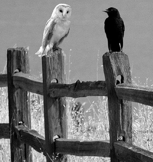 La symbolique des corbeaux et des chouettes dans la magie