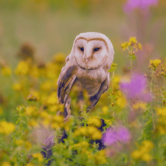 La chouette : est-elle vraiment un oiseau de mort ?