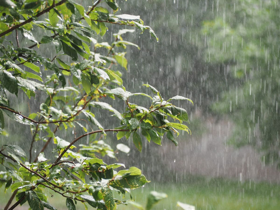 Les pluies porte-bonheur et les pluies maudites selon les régions